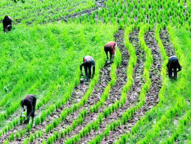 AwareMonk's tweet photo. Middlemen eat up the entire profits of the Farmers. How can we remove the middle men from the farming sector?
https://t.co/u9Saz9rRGK https://t.co/1C1yBIhoxc