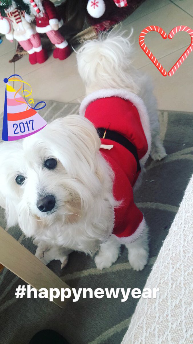 DogMatch_gr's tweet photo. #happynewyear #lolly #nye #2017 #dogmatch #love #xmas #greece #santa #puppylove #puppy https://t.co/1y5kDrdkA9