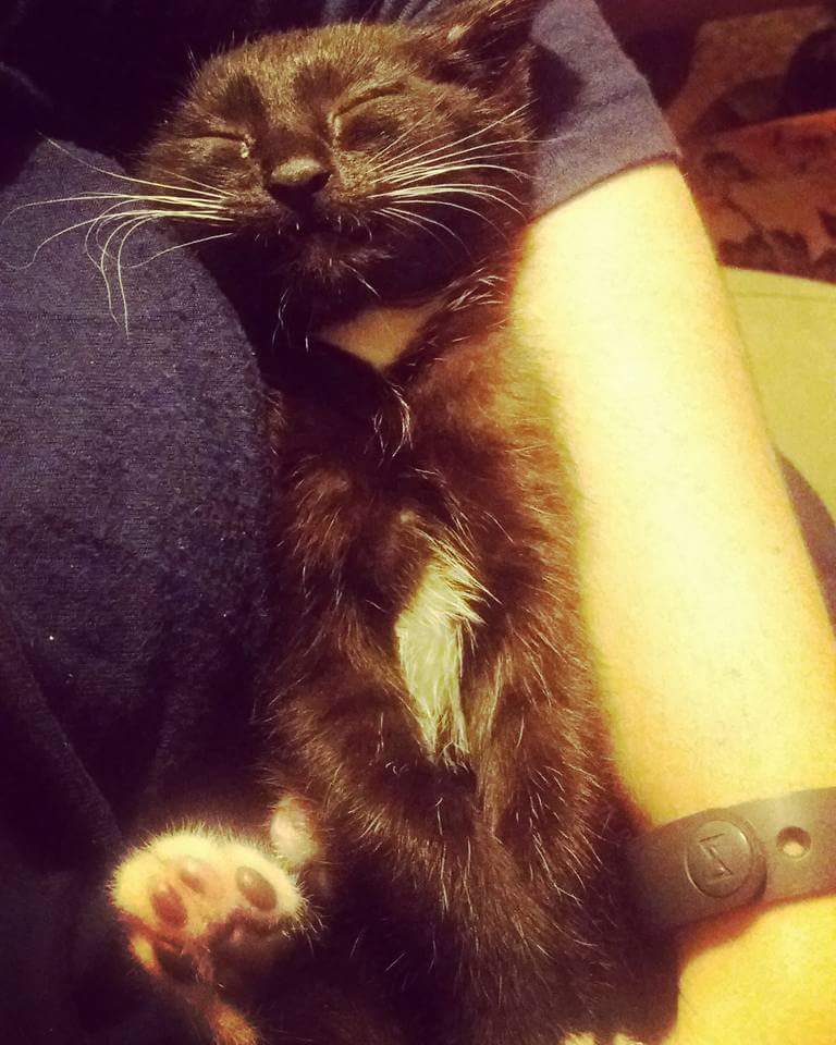 tamsynpage's tweet photo. The only time this kitten is sweet is when he sleeps #sweeney #kittenfromhell #CuteAsAButton #humanscratchpost https://t.co/EV0fV88m1p