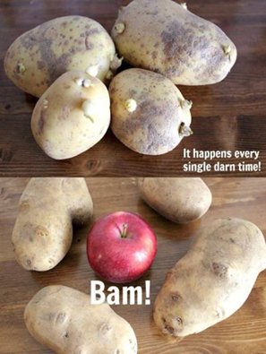 Joymee_official's tweet photo. Place an apple in with your potatoes to keep them from sprouting.
#kitchentrick https://t.co/5CKHCGBeKq