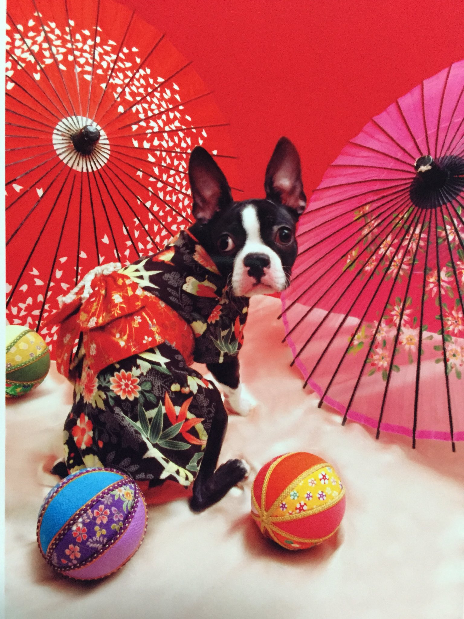 ボストンテリア犬餌原画キャンバスF3号BAEZ3