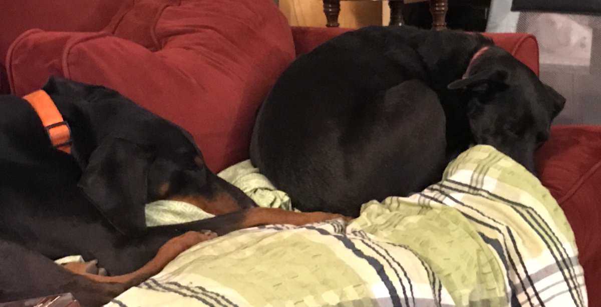 AdoptMyFriends's tweet photo. Don't understand why the beebeez get to go poo in diapers and the cat can go poo in the litter box but puppy and I have to go in the rain. https://t.co/TvQul3kV6R