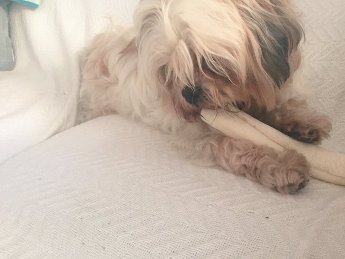 Being a dog mom 🐶⏰  on in about an hour! https://t.co/3FgZChxGIT<a href="/tag/adoptdontshop"class="tags"><span>#adoptdontshop</span></a>