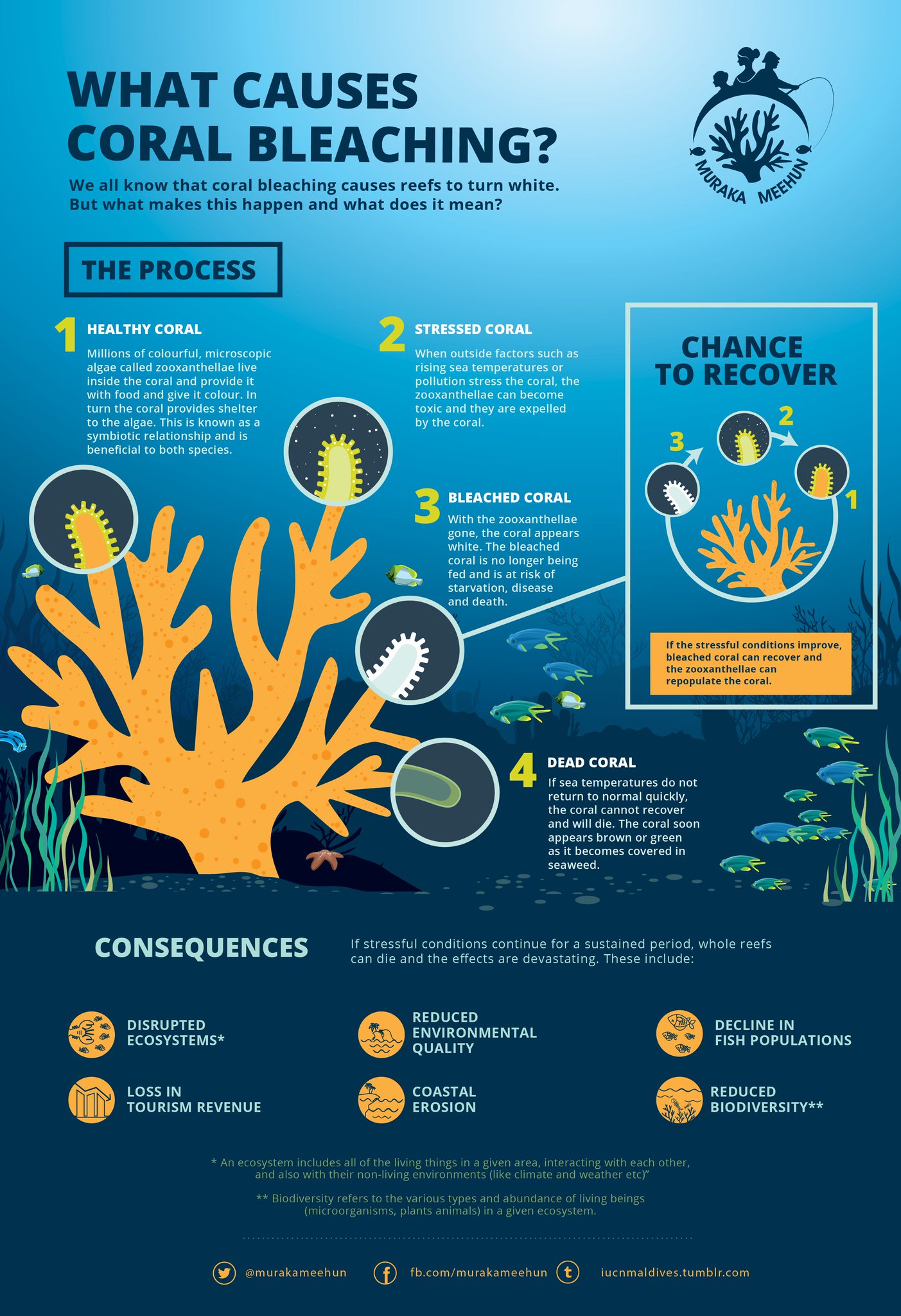 Muraka Meehun on Twitter: "We have all heard about coral Muraka Meehun on Twitter: "We have all heard about coral