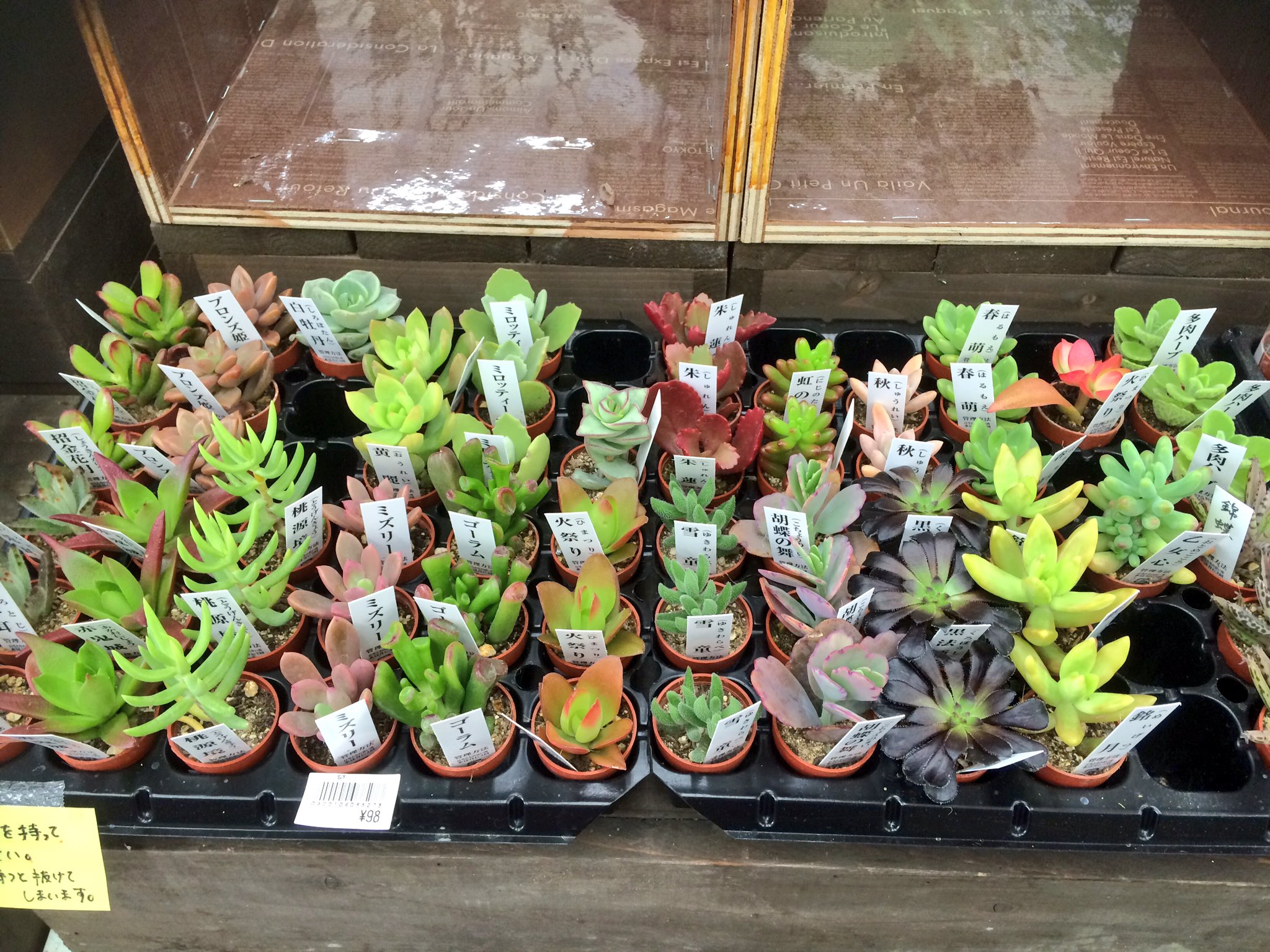 にく吉 念願のコメリ来ました 初多肉 98円ミニ多肉と 300 150円に値下げされてた高砂の翁を購入 都内だとdaiso以外で98円は見ないのでちょっと嬉しーです T Co Isgocgf16p Twitter