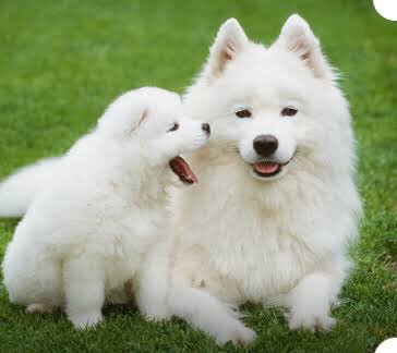 あい 将来グレピかサモエドどっちかは飼いたい グレピ グレートピレニーズ サモエド 大型犬