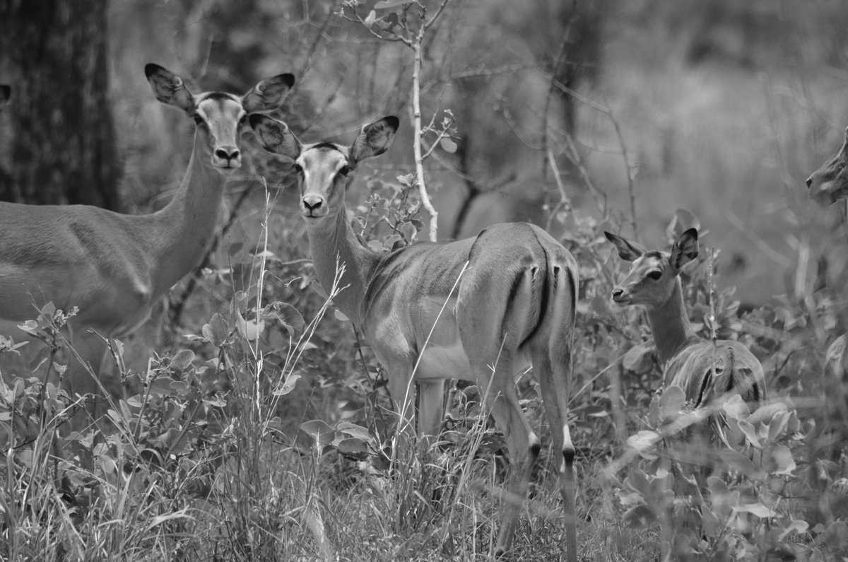 RidingSafaris's tweet photo. Did you know an impala's teeth are slightly loose in order to comb through their coat? #TravelTuesday #funfact #natureshot #naturalbeauty https://t.co/LcH2zeBEhB