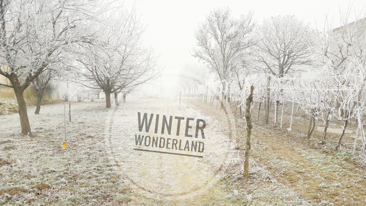 Winter wonderland am Neusiedler See! ❄❄❄