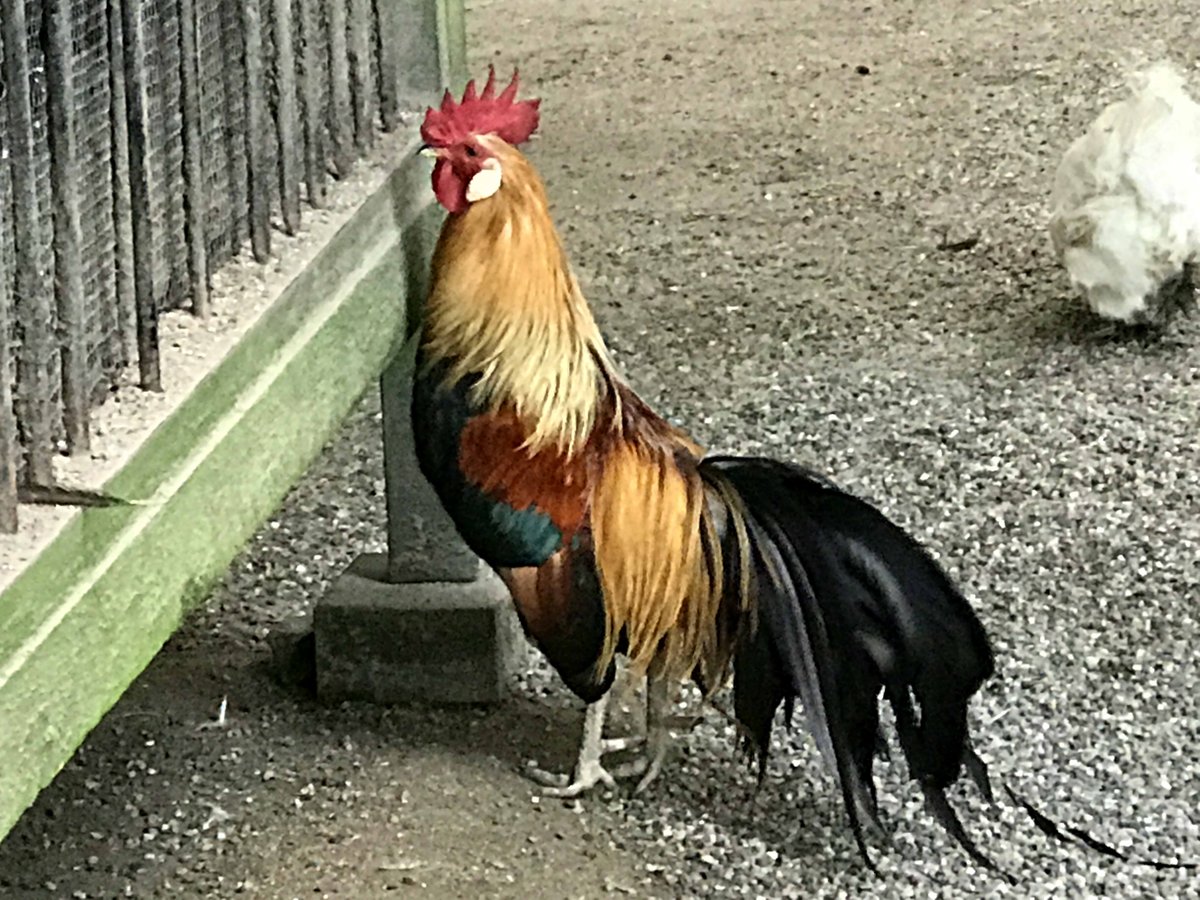 17年正月初詣 石上神宮は酉年で大にぎわい 2ページ目 Togetter