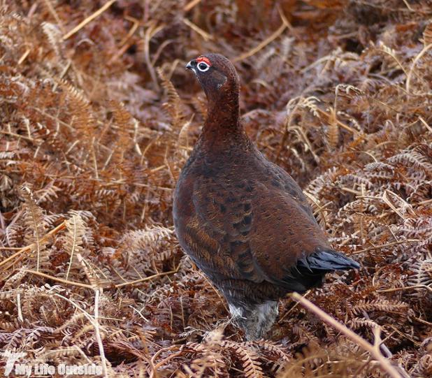 Great encounters with Red Grouse on New Year's Day new on my blog. Fancy a read? ow.ly/Io0u100xv7g  #wildblogs