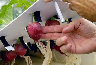 HydroponicsKit's tweet photo. Farming to survive in space. NASA is talking about a bioregenerative life support system with #hydroponics
https://t.co/x7eJSIeIBx https://t.co/2UsV1rw52T
