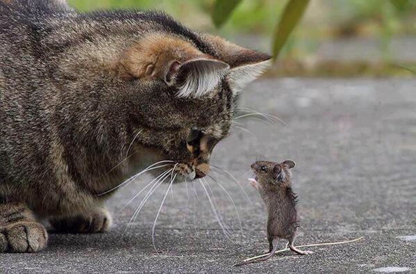 Timedpictures's tweet photo. Tom and Jerry https://t.co/AqVkLfNmll