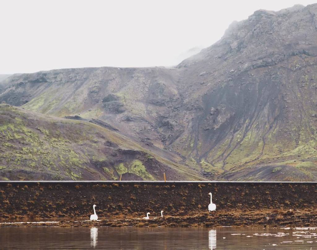 Family walk 👨‍👩‍👧‍👦
.
.
.
.
.
.
.
.
.
.
#family #birds #igiceland #igersiceland #inspiredb… ift.tt/2iZzLYh