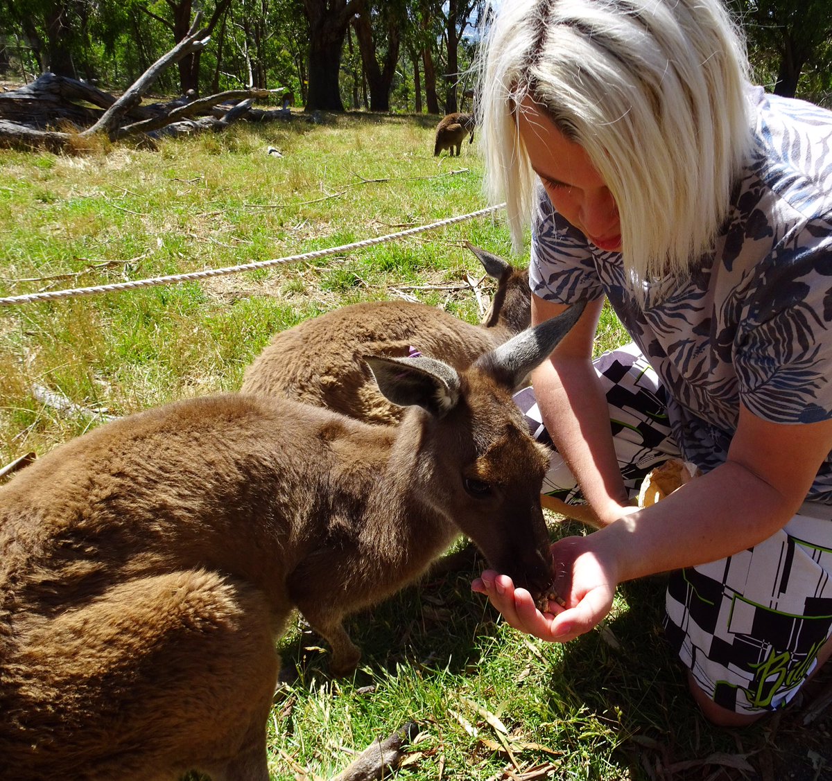 Chris_Foe's tweet photo. Feeding Kangaroos and Wallabys! ❤️❤️❤️ https://t.co/FnBALqG5uY