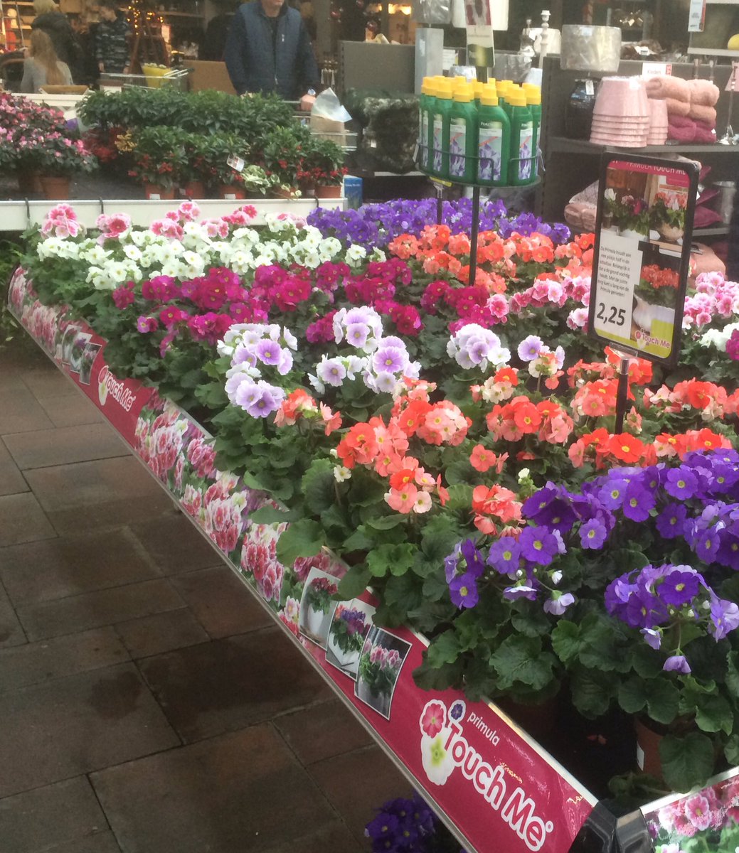 <a href="/tcockenburgh/">TC Ockenburgh</a> #primula #touchme #pricanto <a href="/PrimulaTouchMe1/">Touch Me</a>