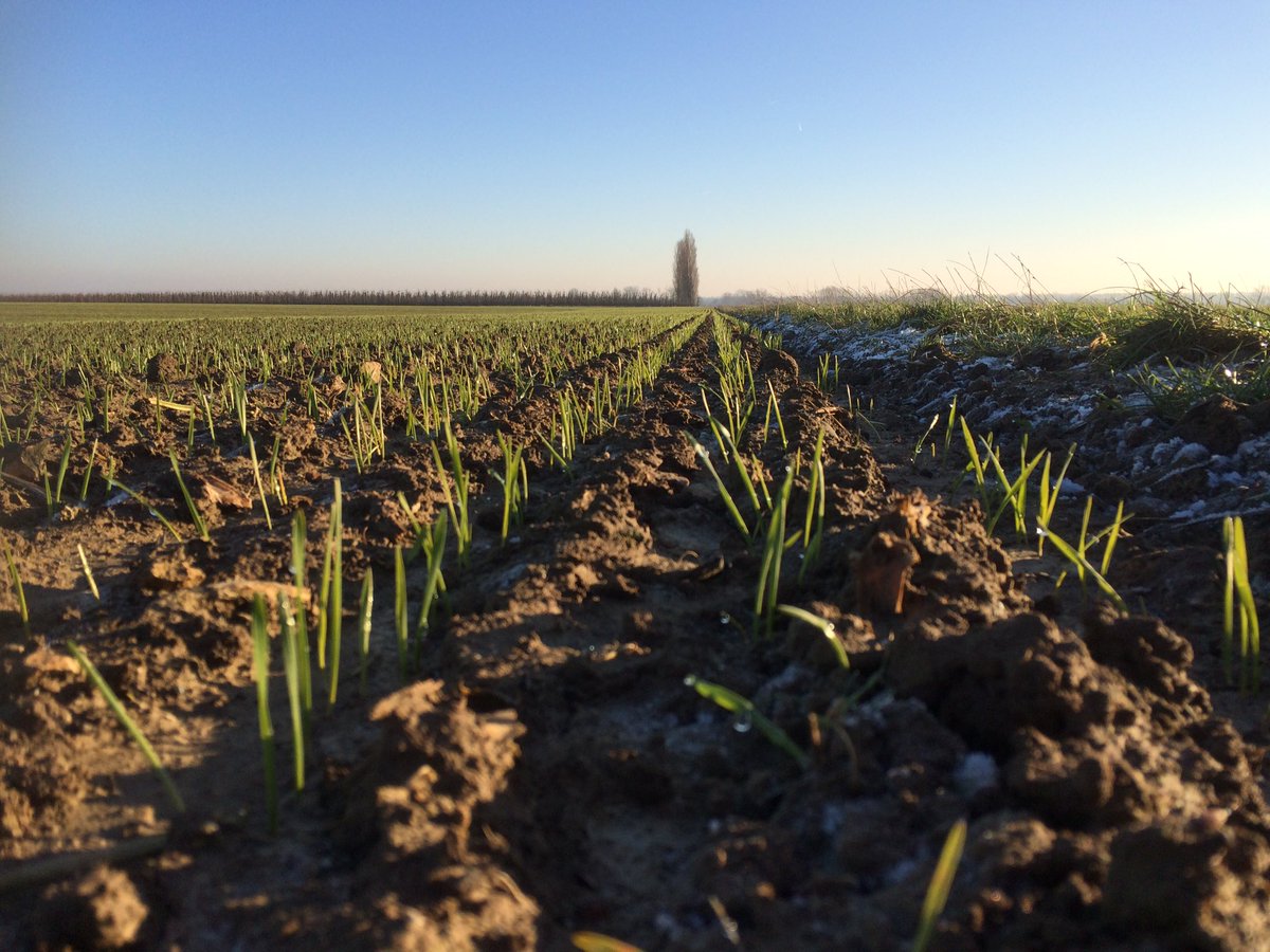 LGSeedsBelgium's tweet photo. Een detailfoto van heel correcte groei van #wintertarwe. De foto werd gisteren genomen in #Haspengouw. #limagrain #clovismatton https://t.co/QdtkFLhaBT