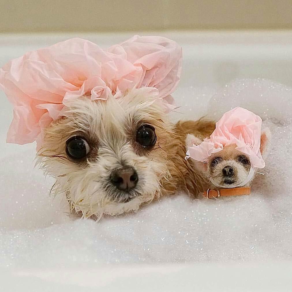 ChihuahuaIsland's tweet photo. Regram from @ellabeanthedog - when 'me' time becomes 'we' time. 🛁 #tbt to my # 1 post in 2016. #minibean #chihuahu… https://t.co/tSoyFTQM2p