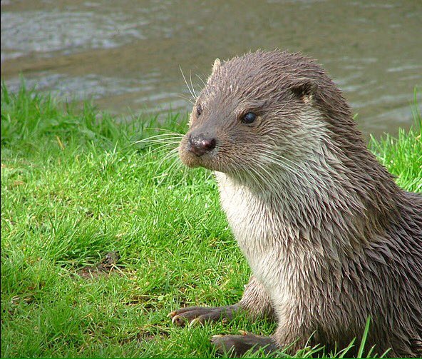 What's on today? #wildlife #theatre #cinema &amp; lots more... #Chiswick #Brentford #Richmond thechiswickcalendar.co.uk/3-january-2017