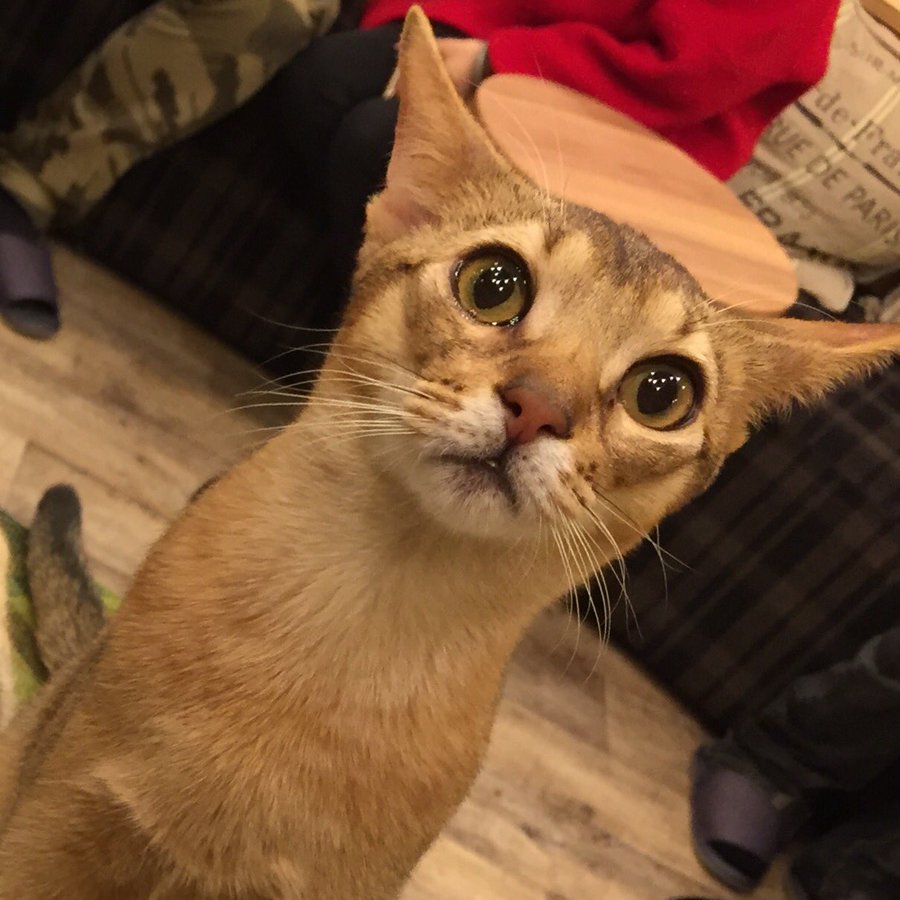 猫カフェモカ 年最新 全16店を調べまし た 口コミ 写真 評判を行く前に知る 可愛いmochaネコの写真あり