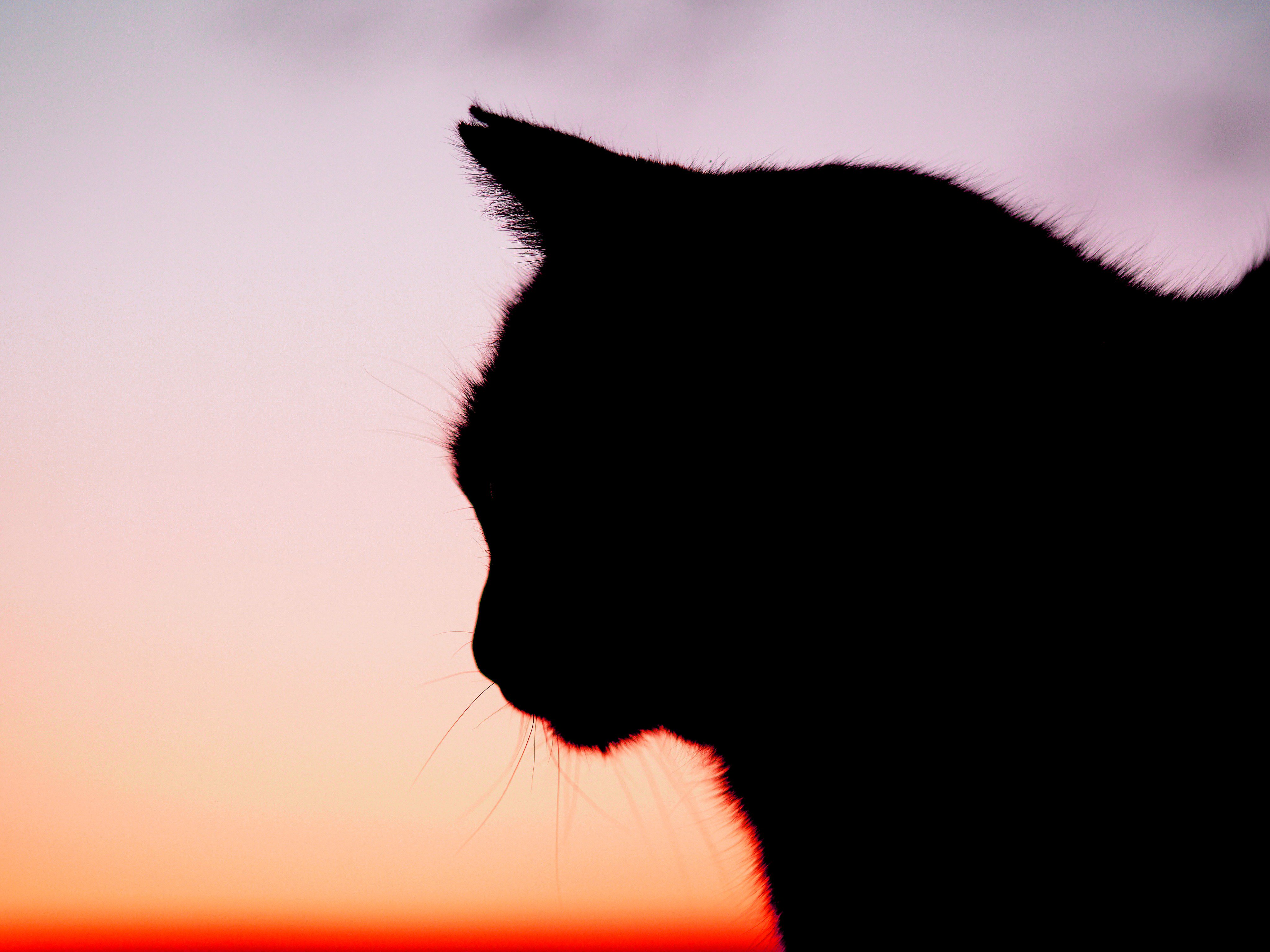 Yaeck 一緒に夕日を眺めてました 夕日 夕焼け 猫好きさんと繋がりたい 猫 Sunset 写真で伝えたい私の世界 Olympuspen T Co Db6zx8eqwj Twitter