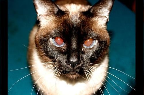 ᛝ Leo ᛝ 🍍 tweet media