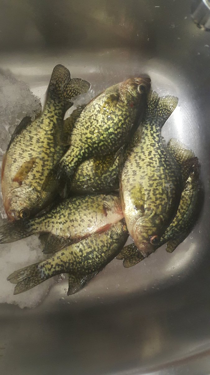 lunkerhuntertom's tweet photo. Had a great first day on the ice! @stormrusa clothing kept me dry and warm all day and @LowranceFishing let me know they're down there! https://t.co/5v8eWviZtO