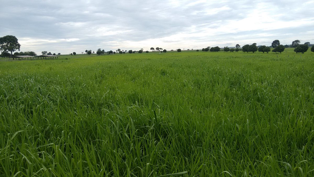 crosolem's tweet photo. @NUCLEUS_VJC 
Grass response to N. Presidente Prudente, Brazil https://t.co/DZwcK2aoiQ