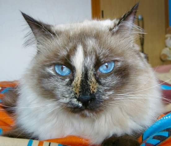 hakucananimals's tweet photo. Kala en adopción 
Kala sigue buscando una familia quieres ser tu? adopciones@hakucan.com
#Gato #aninales #adoptar #NoCompresAdopta https://t.co/x4Q7ChY8T2