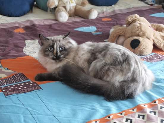 hakucananimals's tweet photo. Kala en adopción 
Kala sigue buscando una familia quieres ser tu? adopciones@hakucan.com
#Gato #aninales #adoptar #NoCompresAdopta https://t.co/x4Q7ChY8T2