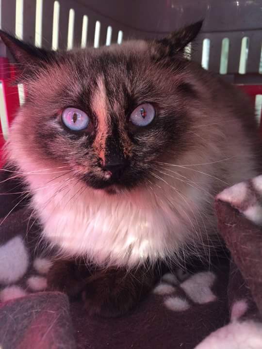 hakucananimals's tweet photo. Kala en adopción 
Kala sigue buscando una familia quieres ser tu? adopciones@hakucan.com
#Gato #aninales #adoptar #NoCompresAdopta https://t.co/x4Q7ChY8T2