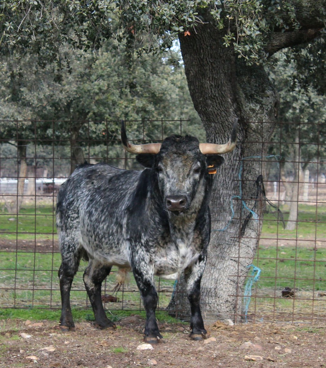 carnavaldeltoro's tweet photo. La elegancia de "Riachuelo" en el campo, #ToroDelAntruejo 2017 https://t.co/XKVgvuyVsh