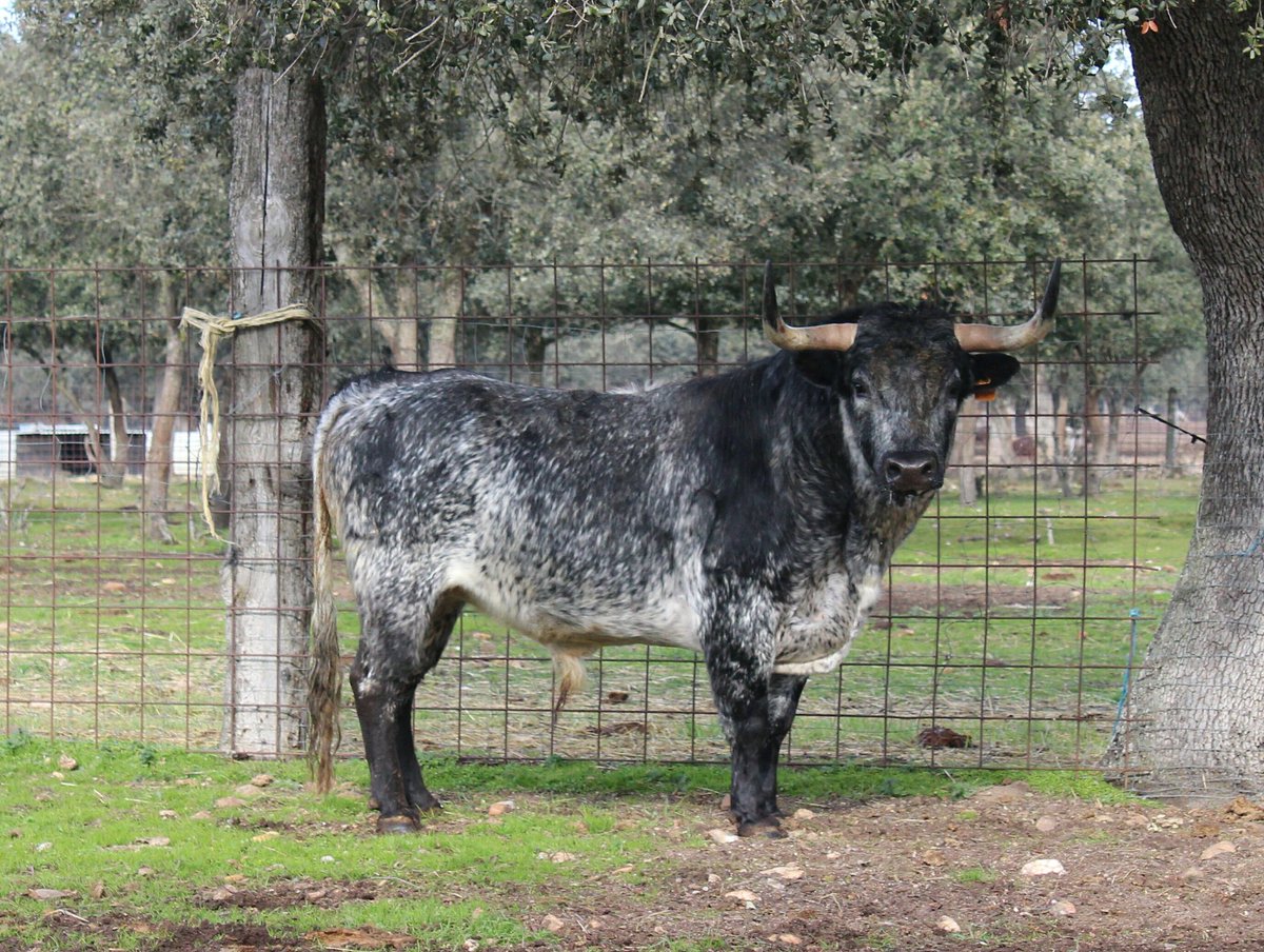 carnavaldeltoro's tweet photo. La elegancia de "Riachuelo" en el campo, #ToroDelAntruejo 2017 https://t.co/XKVgvuyVsh
