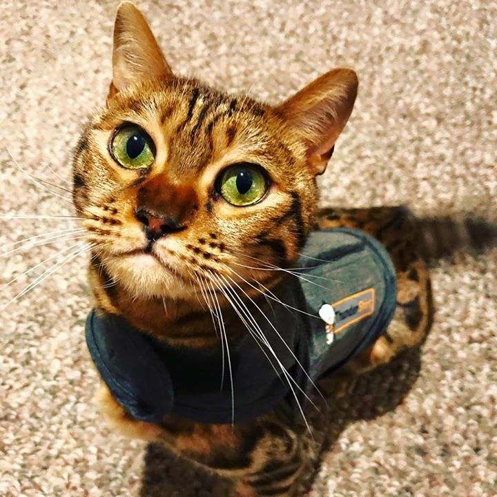 ThunderShirt's tweet photo. #ThunderShirt is loved by dogs and cats alike , such as this handsome fellow: Baron https://t.co/fPs2ipjNye
