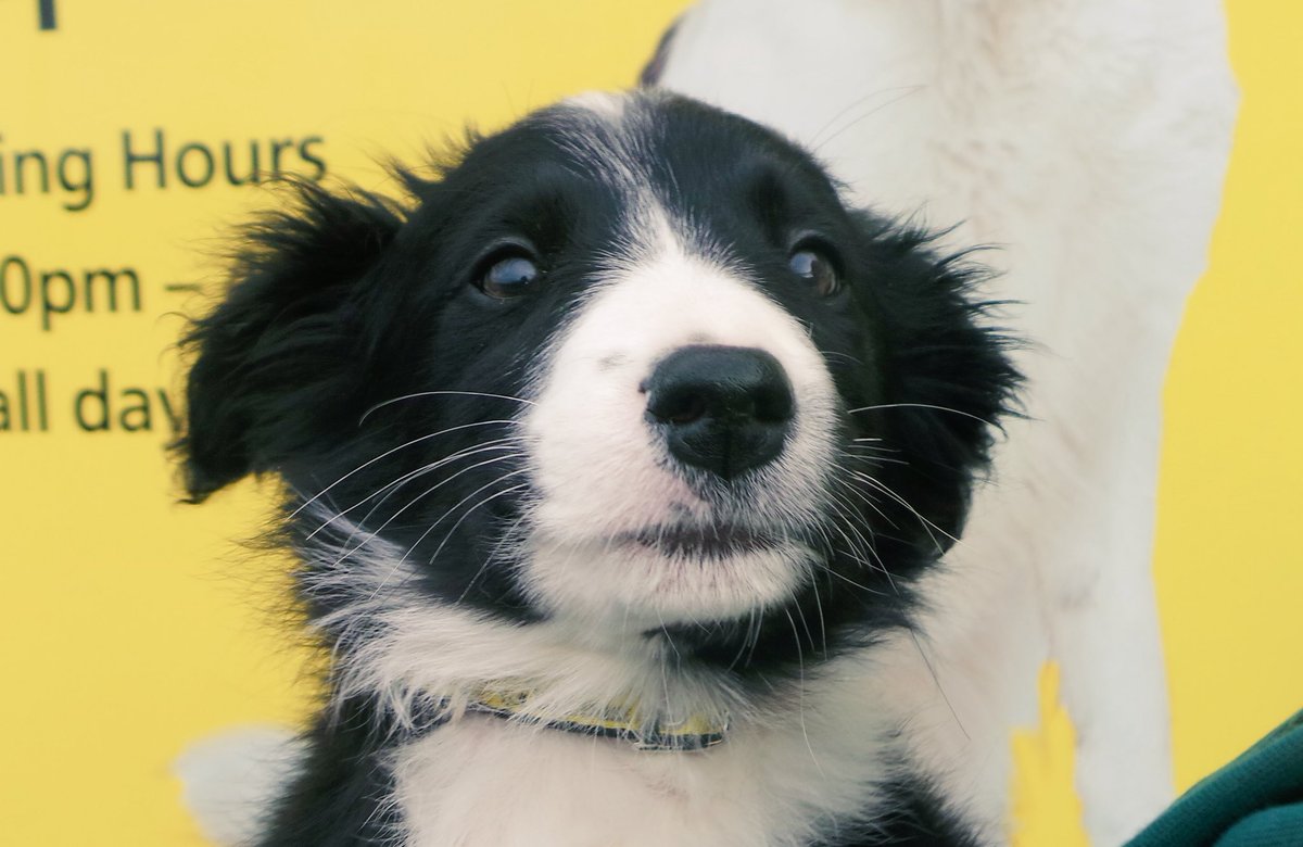 DT_Ballymena's tweet photo. Baby Bill the #bordercollie is still looking for his forever home. Isn't he a sweetheart @DogsTrust #ADIFL #lovedogs #puppies #cute #adopt https://t.co/lgvFsVrLac