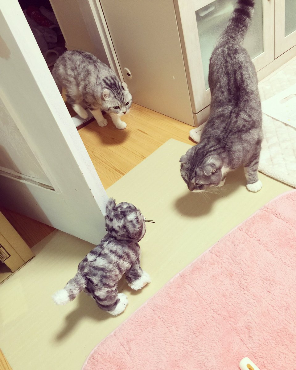 ななみじゅんこ Ikeaで買った猫ぬいぐるみを本物の猫と勘違いして警戒モードのうちの子達www りょうがなんてお尻の匂い嗅いでるwww