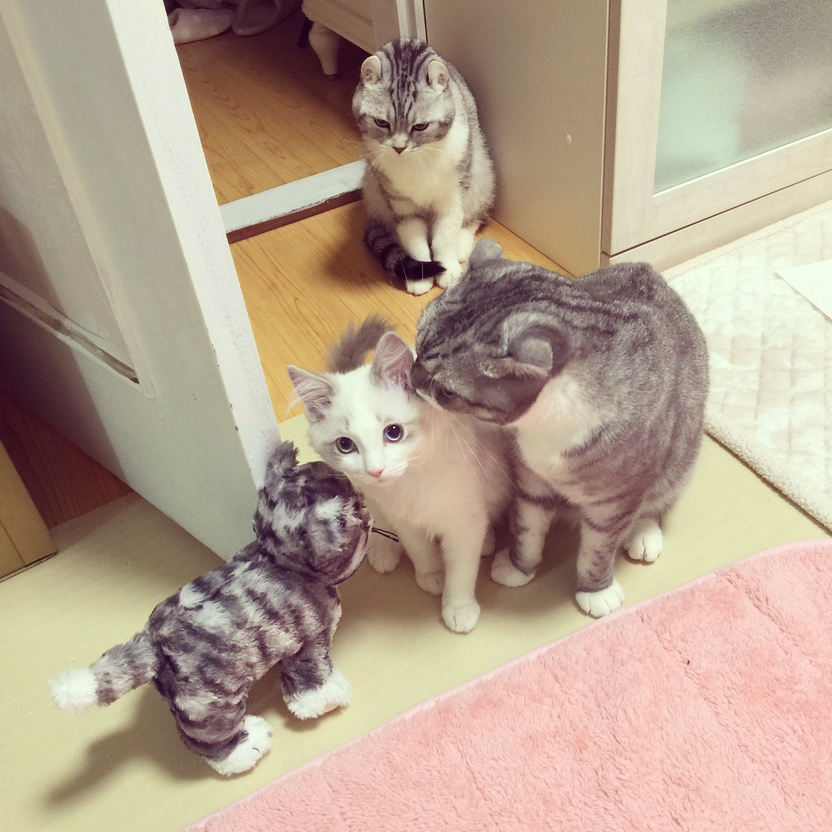 ななみじゅんこ Twitter પર Ikeaで買った猫ぬいぐるみを本物の猫と勘違いして警戒モードのうちの子達www りょうがなんてお尻の匂い嗅いでるwww