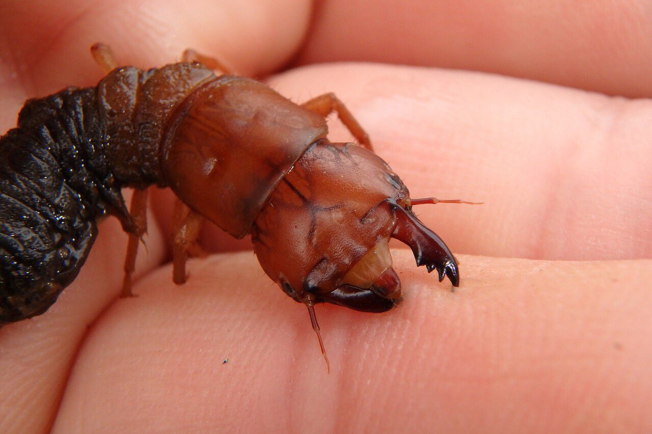 中国産　ヘビトンボ幼虫　90mm Yahoo!オークション - 昆虫 標本 オオキバヘビトンボ 中国雲南省産