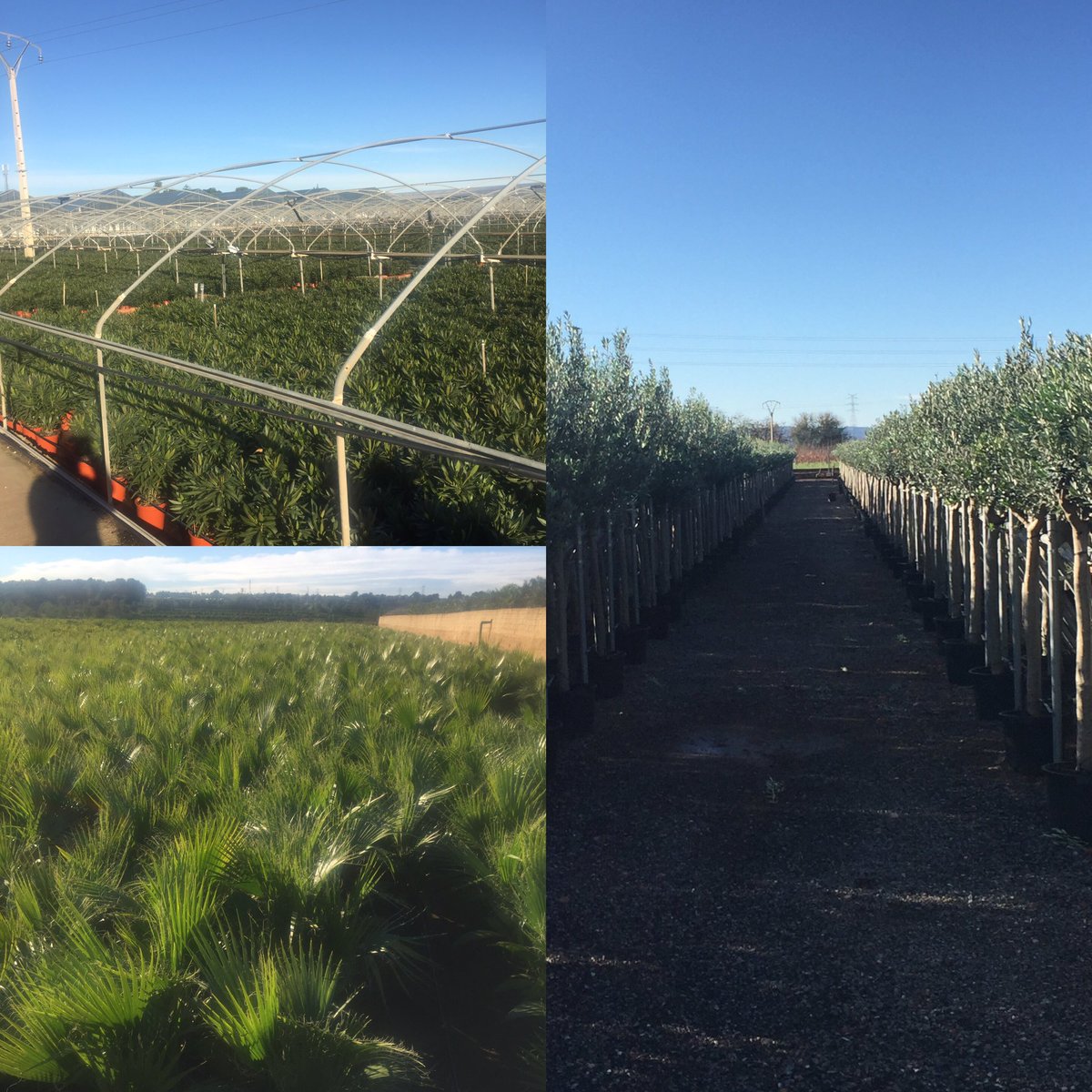 GCollectP's tweet image. De producten van Viverpal staan er weer mooi bij voor komend seizoen! Bekijk het aanbod op @FloraXchange @FH_PlantConnect