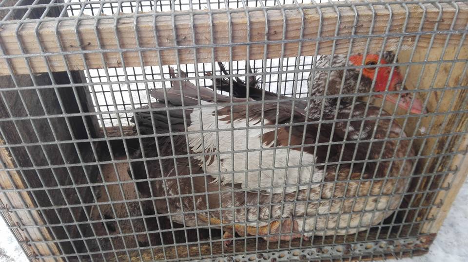 Laumas mikrorajons, kuram aizlaidusies pīle?