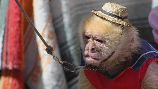 PartidoPACMA's tweet photo. Perros con tutú, monos vestidos...un disparate de mal gusto.Muchos espectadores ya prefieren circos sin animales ➡️ https://t.co/fWD0sVK5HD https://t.co/n54ZNqTQ2v