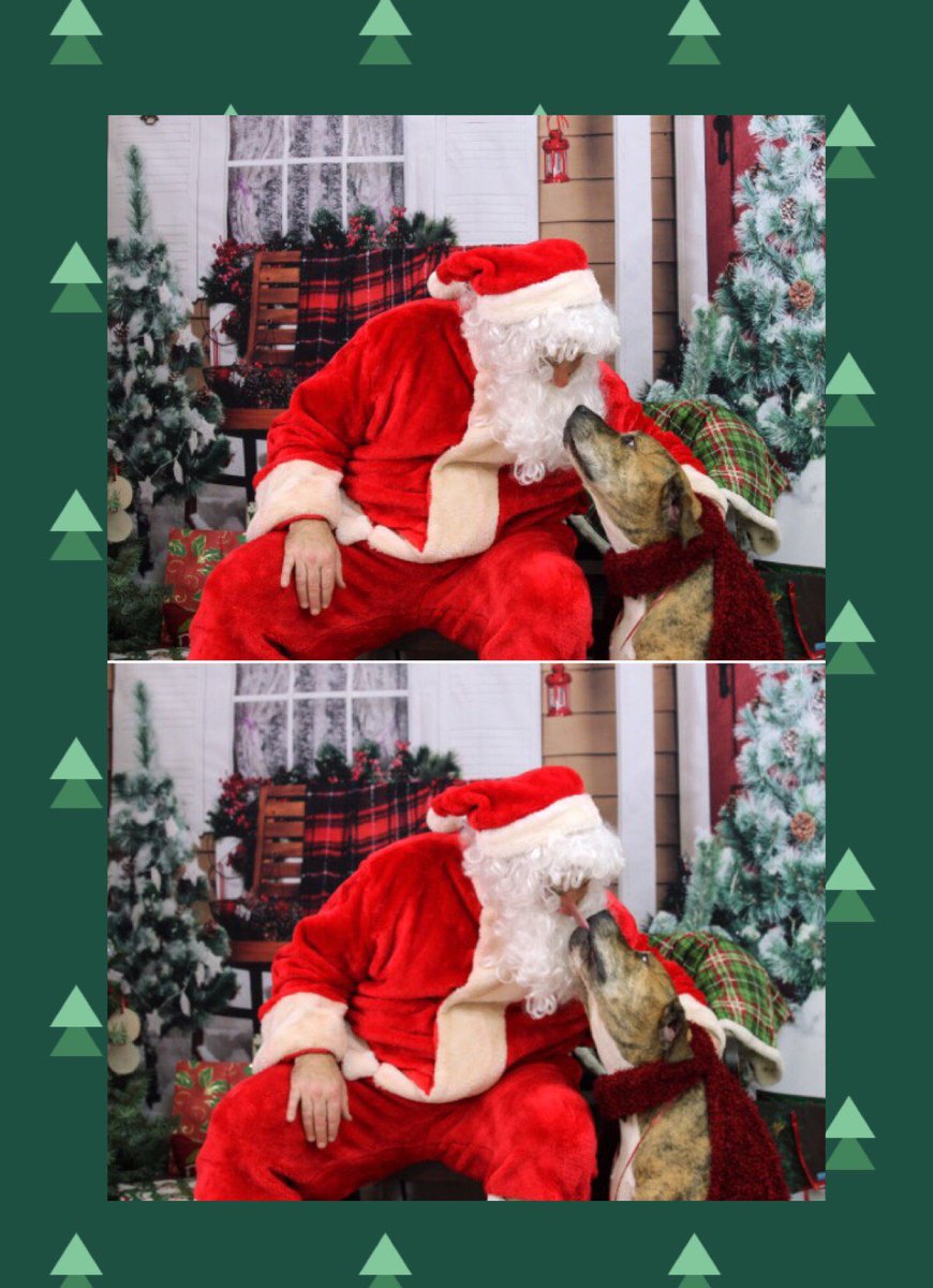 DogPhoriaATL's tweet photo. #HolidaySpirit #DogPhoriaATL #Robert https://t.co/R8XgE28zaj