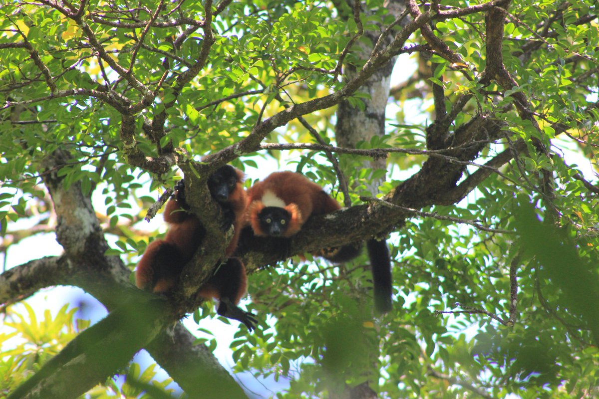 WCS_Mada's tweet photo. Struggling with #backtowork? How about some cute wildlife photos to start the day from #Madagascar? @julielmaher @am_anatiala @LemurNetwork https://t.co/eKChY5dPhw