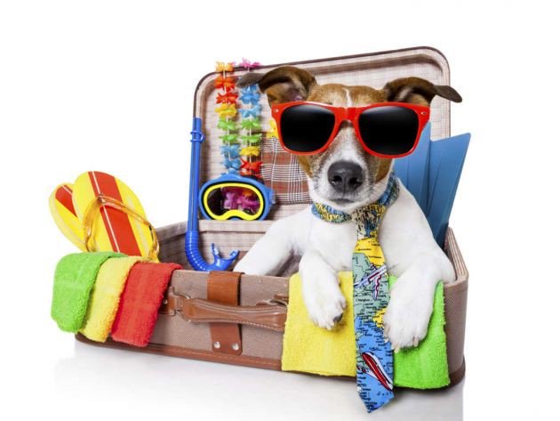 ¿Te vas de #vacaciones, y llevás companía? Seguí estos #consejos para pasarla genial con tu #mascota. portal.carandlife.uy/blog/354-viaje… #SeguridadVial