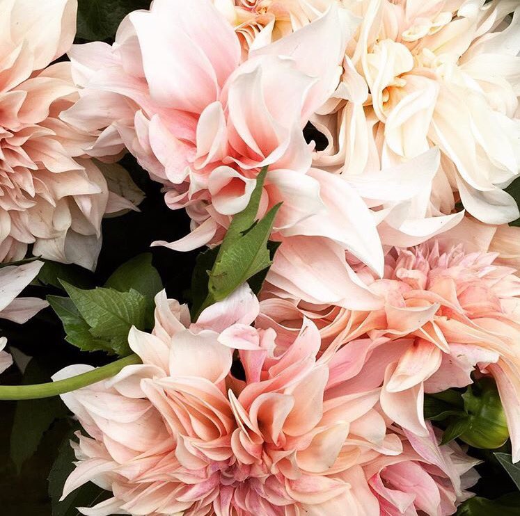 measterson's tweet photo. Tuesday Blooms: Cafe Ole Dahlias 
#flowers #dahlias #pink #nature #momlife #california #beauty https://t.co/ide9bnQlVH