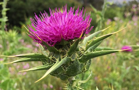 NEW: Active component in milk thistle protects the #liver &amp; more by influence of CB1 &amp; CB2 receptors #mmj #herbs  bit.ly/2hLwQ4w