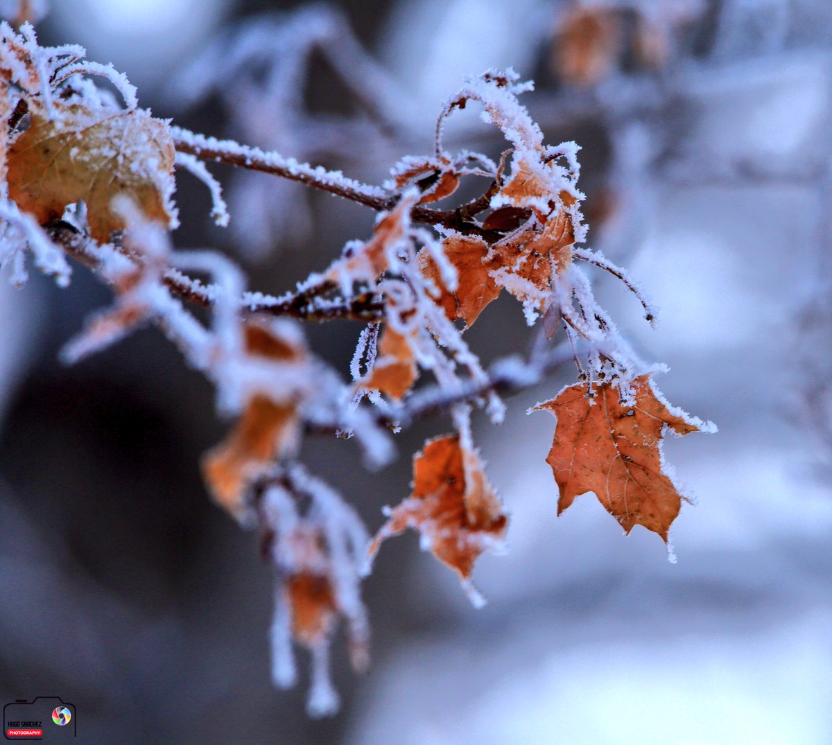 YEGHugo's tweet photo. #yeg #canada150 #ExploreEdmonton #explorecanada #travelalberta #frostedleaves #winter #mappletree #nature #snow https://t.co/hbN1FaFkGJ