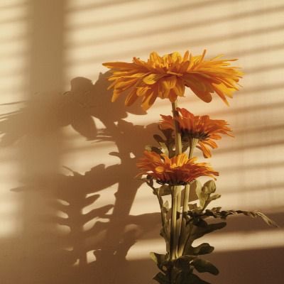 quote_aesthetic's tweet photo. She was sunshine incarnate https://t.co/KYRq3P6jTO