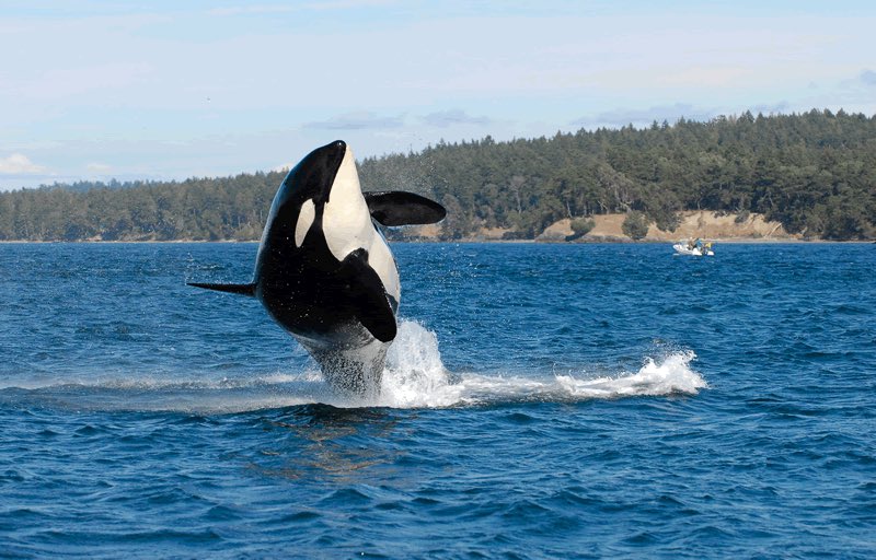 UlrichJvV's tweet photo. So sad. World's oldest know Killer Whale Orca J2, known as Granny is presumed dead at 105yo. She swam the oceans before the Titanic. RIP 🌈❤️ https://t.co/ECbq6dlQd0