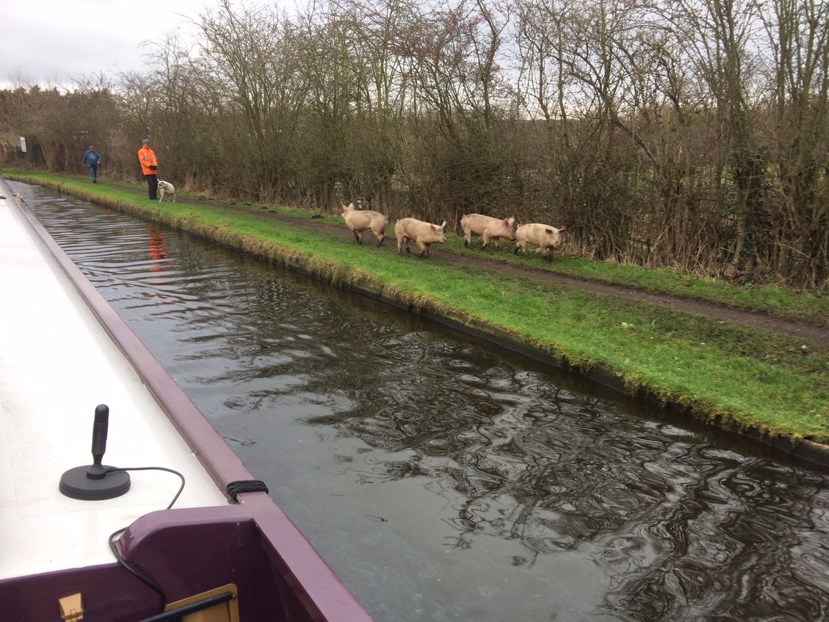 tidyboiler's tweet image. Pigs can&apos;t fly but they can walk the towpath near Loughborough! @tidyboilerone was about to encounter them with Max &amp;amp; Monti  #pigsdontfly