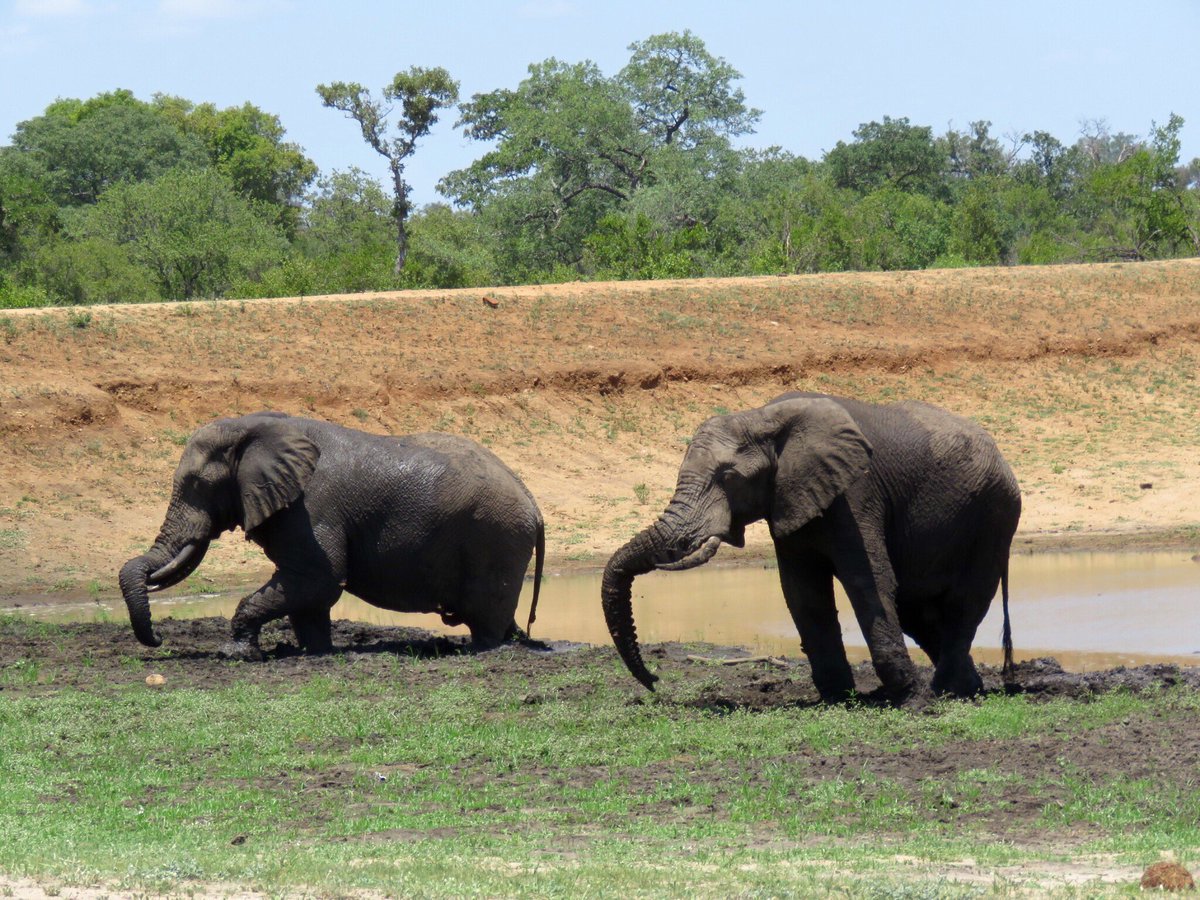 KurtSafaris's tweet photo. Just some random pics of today's Game Drive in Kruger Park with Kurt Safari @KurtSafaris #safari #africa #KrugerLowveld #krugerlowveld https://t.co/V7uagZgj1t